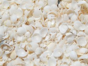 豪の世界遺産「シャーク湾」白い貝殻のシェルビーチと世界最古の生物の生息地！