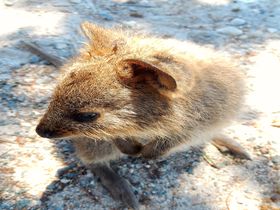 豪「ロットネスト島」は世界一幸せな動物クオッカが住む島！