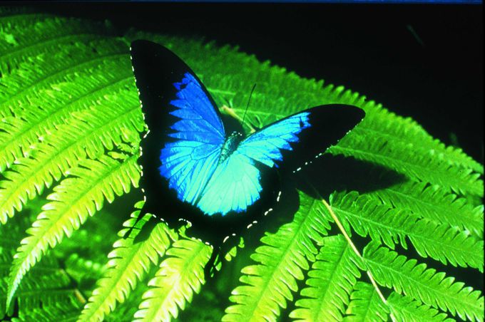 1500種類の蝶が飛び交う温室内