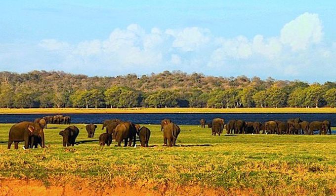 象に会えるチャンスが高い「ミンエリヤ国立公園」サファリ・ツアー