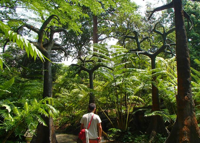 シンガポール初の世界遺産 ボタニック ガーデン は大都会のオアシス シンガポール Lineトラベルjp 旅行ガイド