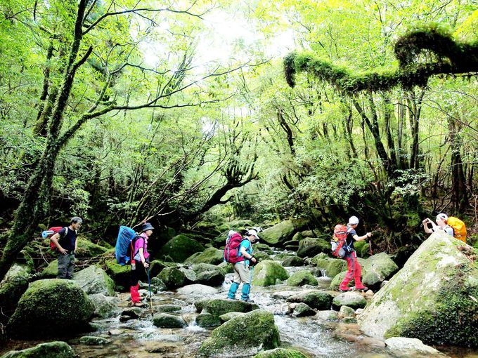 日本でいちばん美しい？世界遺産も評価した屋久島の自然