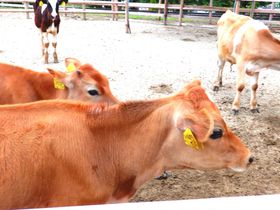 �����ȃX�C�X�IKAKKU�Ő⋩�I�ߐ{���ǂ���LAKEVIEW�͑�l���q�����勻���I�̋L���T���l�C��