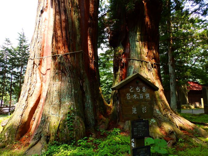 樹齢1500年 逆杉 と大樹霊気のパワースポット 塩原八幡宮 栃木県 トラベルjp 旅行ガイド