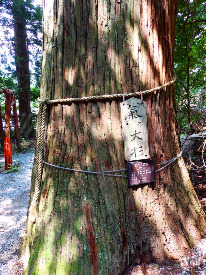 樹齢1500年 逆杉 と大樹霊気のパワースポット 塩原八幡宮 栃木県 Lineトラベルjp 旅行ガイド