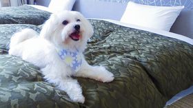 �y�b�g����o�̗��s���ł����w�z�e���t�H���X�^�x�ߐ{�����̋L���T���l�C��