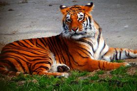 �쐶�̉����u�ߐ{�T�t�@���p�[�N�v�Ŗҏb�̐��Ԃ��y���񂶂Ⴈ���I�̋L���T���l�C��