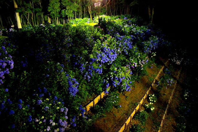 城の「空堀」斜面の「紫陽花」が見事、花の段々畑のよう♪