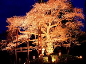 栃木県「那須野が原」神秘的な伝説の山桜と古代桜の名所巡り