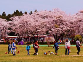 愛犬OK！満開の桜に温泉・グルメを満喫、那須「千本松牧場」
