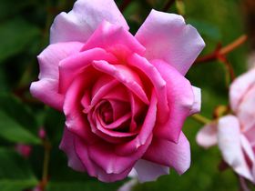 絵画のような薔薇と花の楽園！那須高原「コピスガーデン」