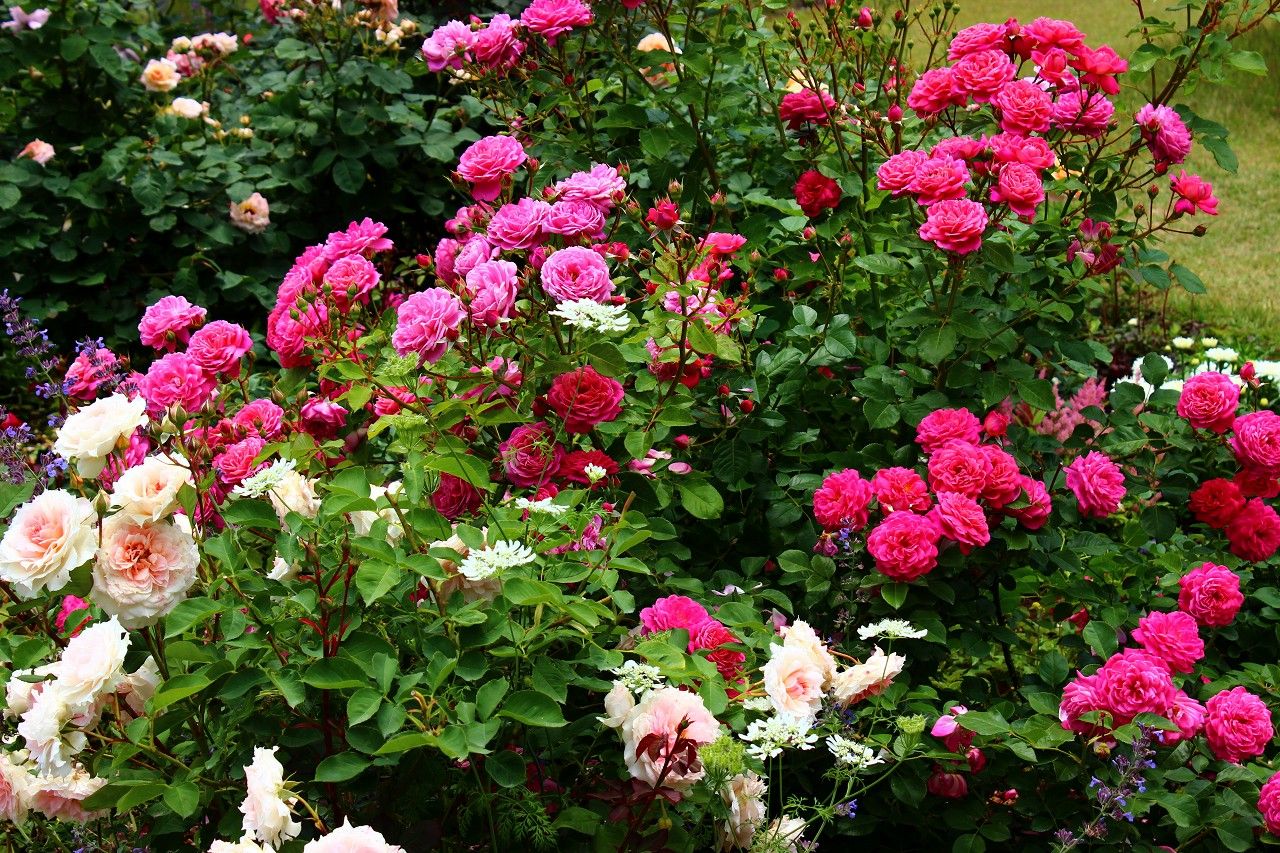 絵画のような薔薇と花の楽園 那須高原 コピスガーデン 栃木県 トラベルjp 旅行ガイド