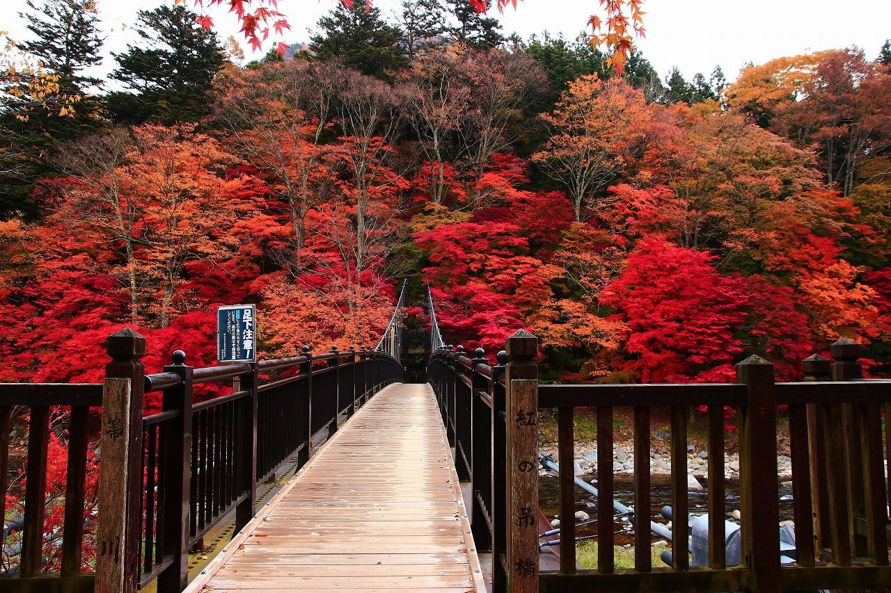 絶景紅葉の撮影スポット 那須塩原温泉 紅の吊り橋 が凄い 栃木県 Lineトラベルjp 旅行ガイド