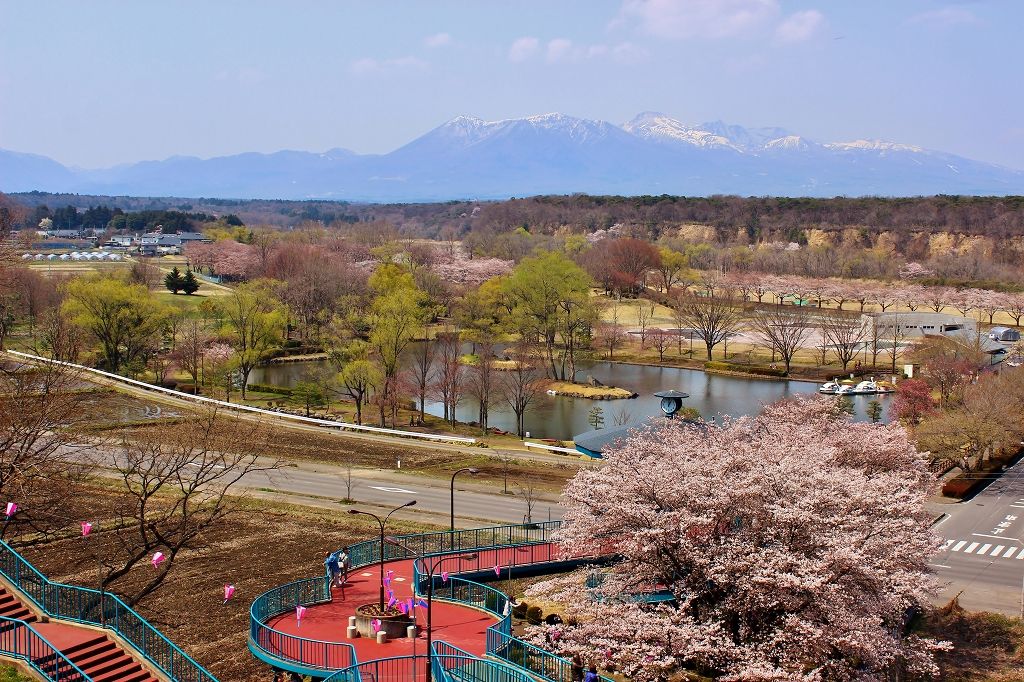 那須高原 黒磯公園 で楽しむカタクリの群生と桜の競演 栃木県 トラベルjp 旅行ガイド