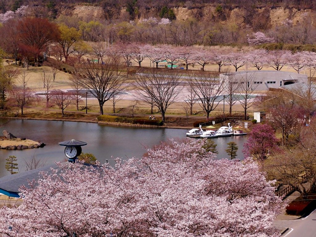 那須高原 黒磯公園 で楽しむカタクリの群生と桜の競演 栃木県 トラベルjp 旅行ガイド