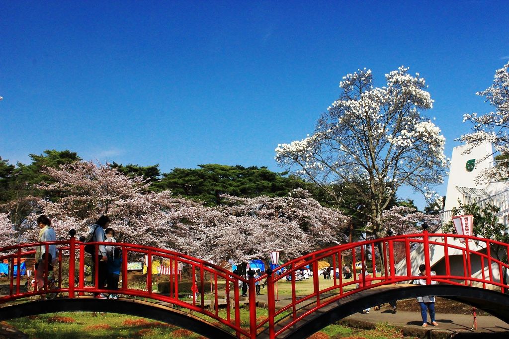 那須高原 1 5km続く野崎の桜並木と烏が森公園の桜祭り 栃木県 トラベルjp 旅行ガイド