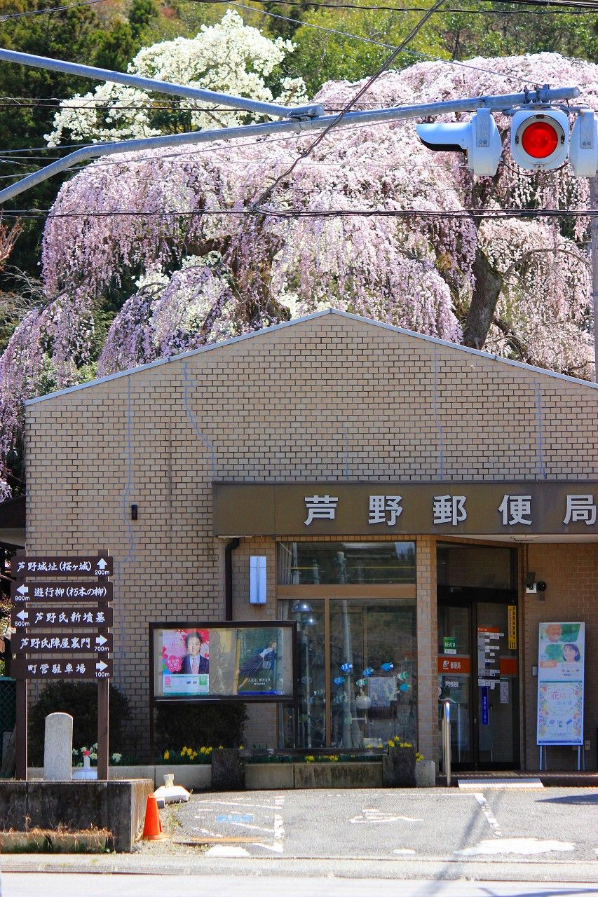 絶景 那須高原芦野の 桜ケ城 と武家屋敷の枝垂れ桜 栃木県 Lineトラベルjp 旅行ガイド