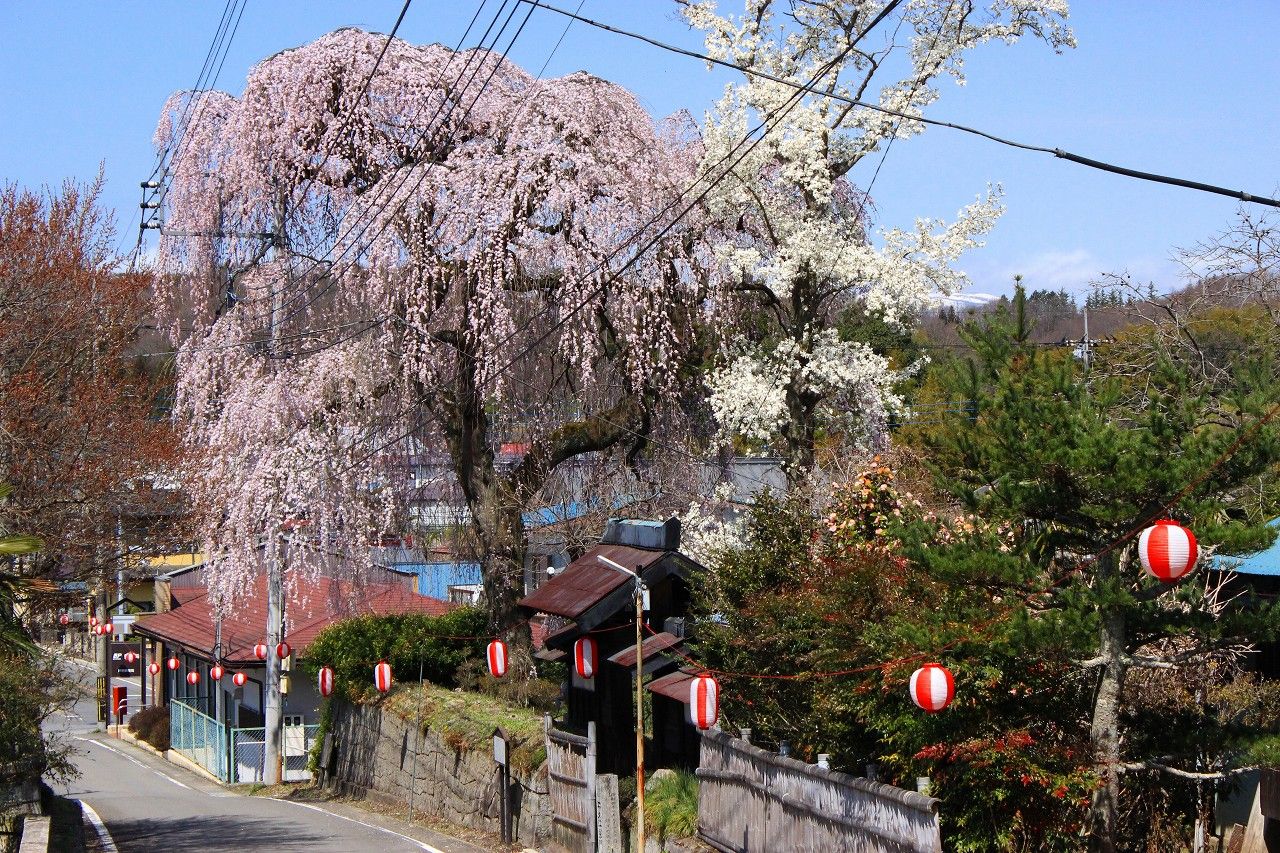 絶景 那須高原芦野の 桜ケ城 と武家屋敷の枝垂れ桜 栃木県 Lineトラベルjp 旅行ガイド