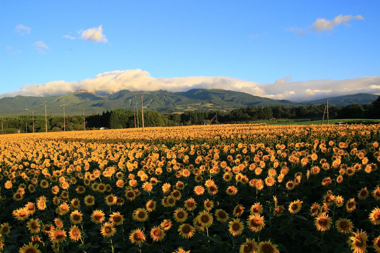 絶景 那須連峰をバックに咲く0万本のひまわりが凄い 栃木県 トラベルjp 旅行ガイド