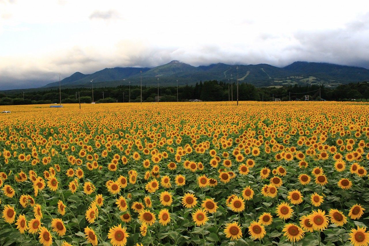 絶景 那須連峰をバックに咲く0万本のひまわりが凄い 栃木県 トラベルjp 旅行ガイド