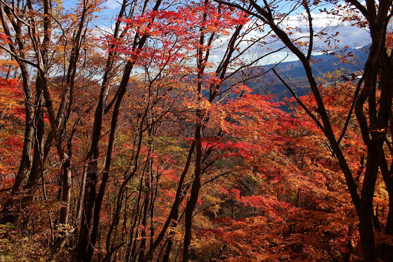山岳道路ならではの絶景紅葉！秋がおすすめ