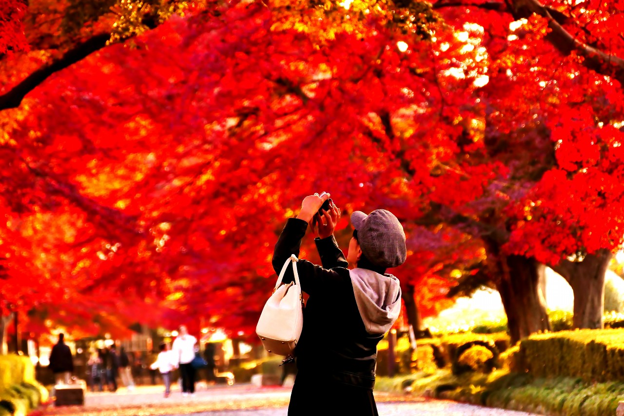 秋のおわりに紅葉映えのメッカになる「大山公園参道」