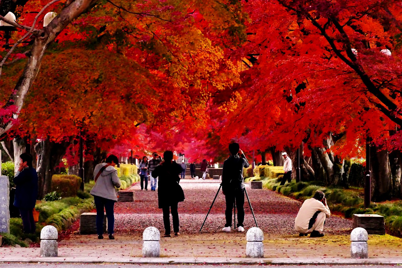 那須高原の晩秋を彩る 大山公園の紅葉トンネル は見逃せない 栃木県 トラベルjp 旅行ガイド