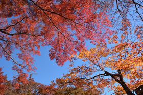 �яH�̖��J���Ȃ狞�s�E���Y�_�쎛�ցI�F�Ƃ�ǂ�̍g�t�����\���悤�̋L���T���l�C��