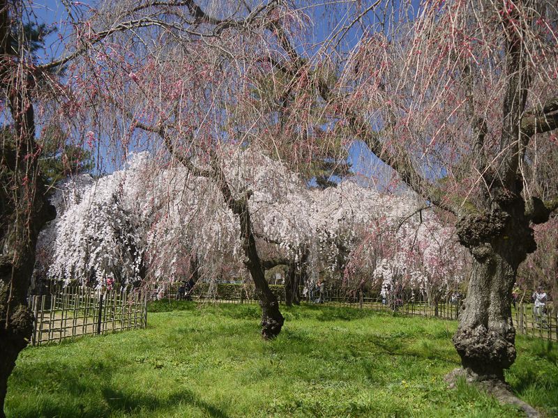 京都の桜の満開を愛でるなら「京都御苑近衛邸跡」のしだれ桜から！