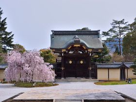 京都大覚寺「いけばな嵯峨御流」華道祭の日は「しだれ桜」も見ごろだ！！