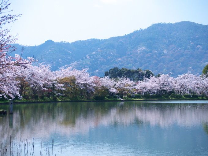 京都大覚寺 いけばな嵯峨御流 華道祭の日は しだれ桜 も見ごろだ 京都府 トラベルjp 旅行ガイド