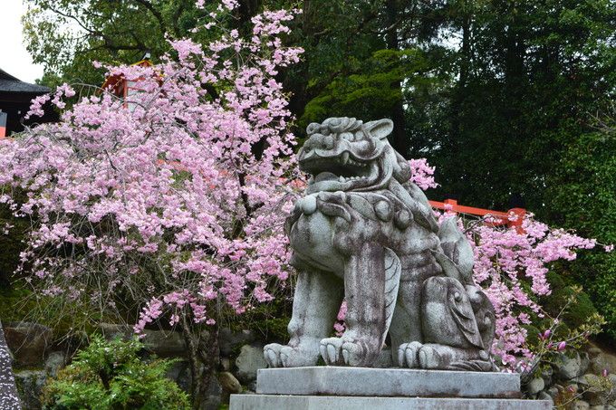 古都の歴史溢れる京都紫野！散策で訪れたい桜の名所４選
