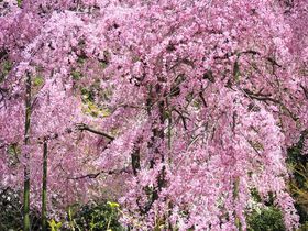 �i�q���s�w�����10���œ����I�ԉ��w�G���A�̍������S�I�̋L���T���l�C��