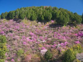 ���s�̃m���������̏t�̐�i�I�u�R���ƃ~�c�o�c�c�W�v�̃R���{���������ȁI�̋L���T���l�C��