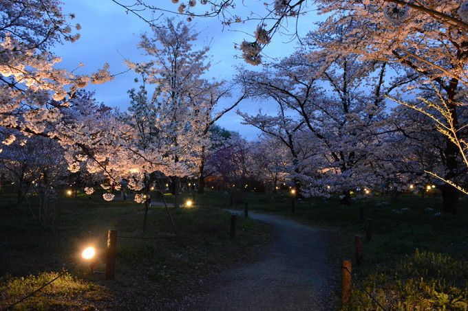 京都府立植物園ライトップ