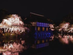 夜桜を満喫！京都・桜ライトアップおすすめ５選