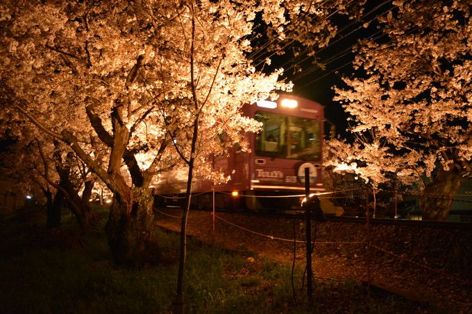 洛西　嵐電桜のトンネルライトアップ
