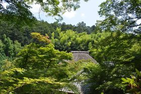 ���s�����ňꉟ���I���Ă̐V�΂��������T�̎��@�̋L���T���l�C��