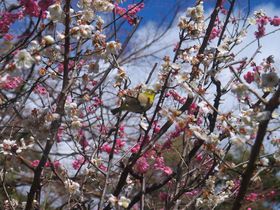 ���t�̋��s�E��x�͖K�ꂽ���I�~���i�T�I�̋L���T���l�C��