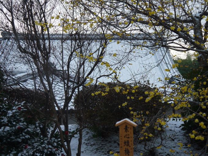 ��̓��ł��Ԃ̍炭�V�����S�ԉ�