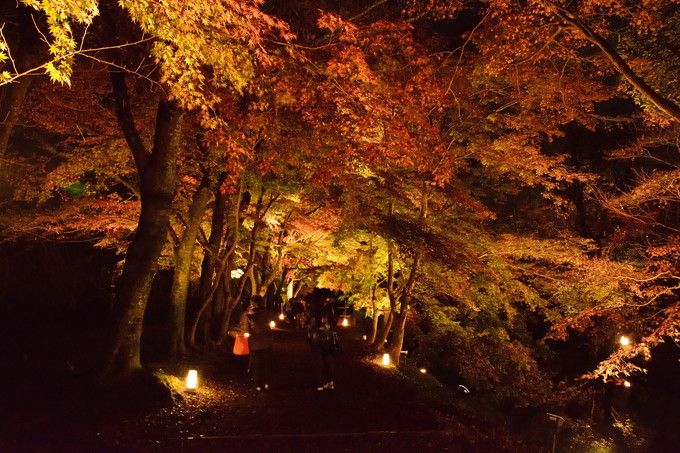 古都の秋の夜、幻想的な嵯峨野大覚寺「真紅の水鏡」に行ってみよう 
