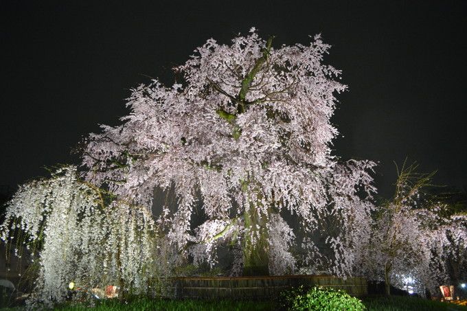旅情がかきたてられるぞ！京都・東山、雨の日の桜見物