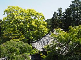 京都西山「十輪寺」の四季の風景は訪れた人の心に残るぞ！