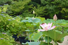 ~J̎zԁE@͕KIsu@@v̈ɔ@̋LTlC