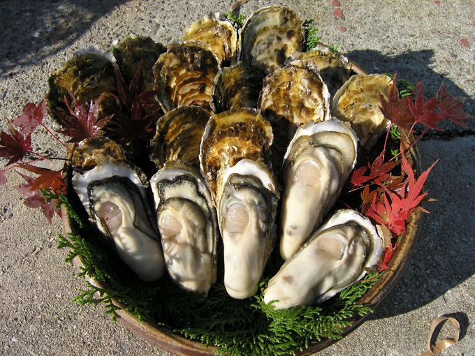 牡蠣 坂越