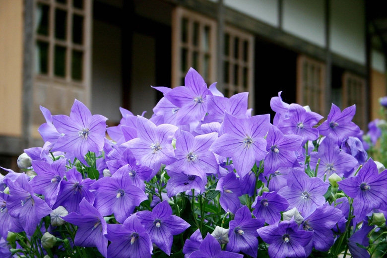 �s��ɂ���ĊJ�n������