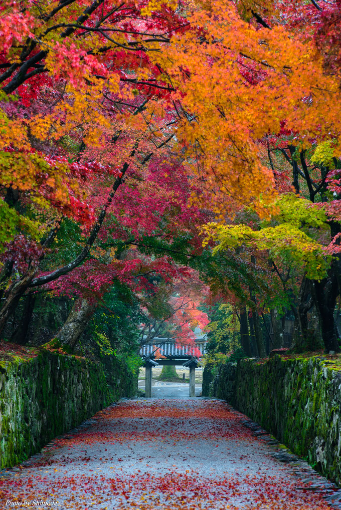 曹洞宗の名刹 宇治の興聖寺は紅葉も境内も見どころたっぷり 京都府 トラベルjp 旅行ガイド