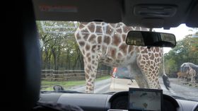 �g�����A�L��������ڋ߁I�I�唗�͂̕x�m�T�t�@���p�[�N�̋L���T���l�C��