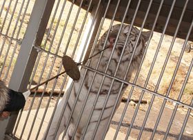 �z���C�g�^�C�K�[�ɑ勻���I�I�ɓ��A�j�}���L���O�_���̋L���T���l�C��