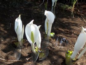 ͂邩Ȕ`lG܁X̍RAyރnCLŐLTlC